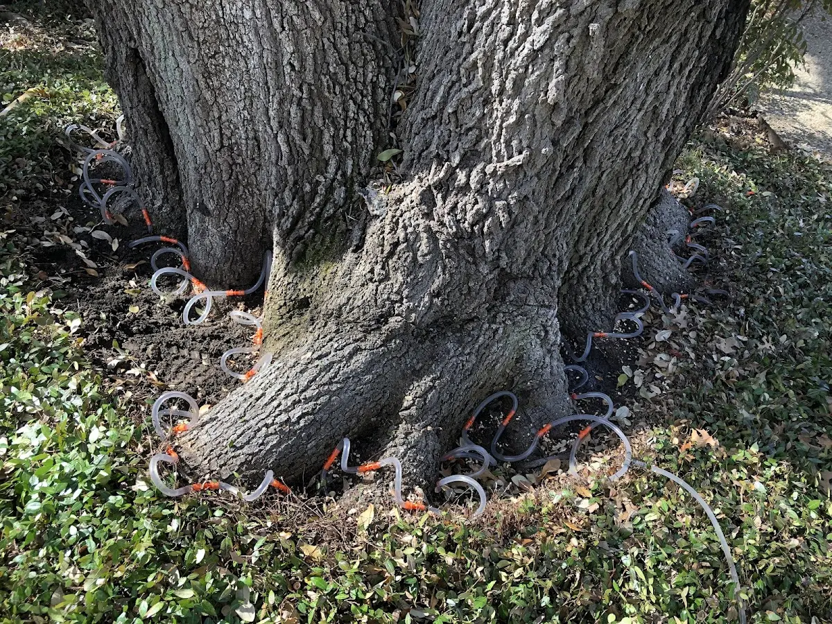 Detailed Tree Cabling and Bracing job site in East Amherst