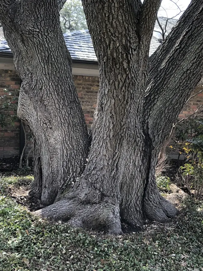Mature heritage tree close to a East Amherst property cared for by certified arborists